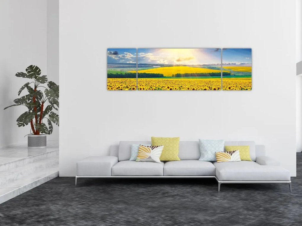 Obraz - Pole słoneczników (170x50 cm)