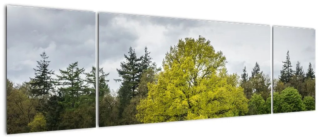Obraz zielonego drzewa na środku pola (170x50 cm)