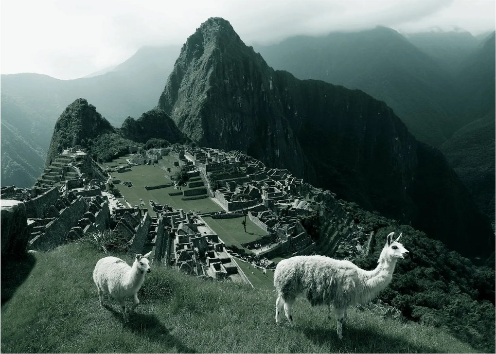 Obraz na szkle - Lamy w Machu Picchu w Peru (70x50 cm)