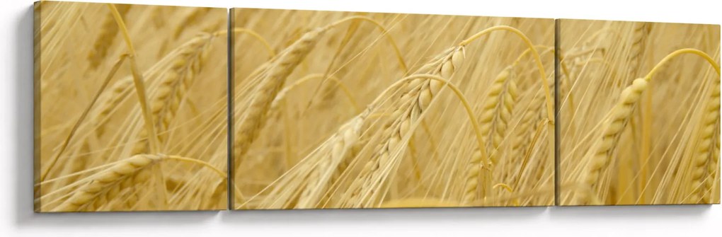 Obraz - Jęczmień (170x50 cm)