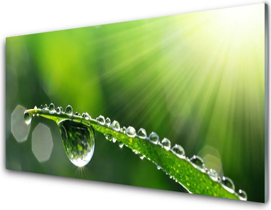 Panel Szklany Perlista Rosa na Źdźbłach