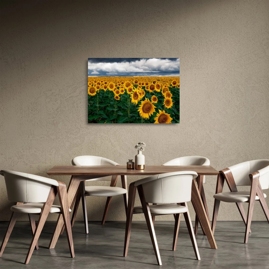 Obraz na szkle - pole słoneczników (70x50 cm)