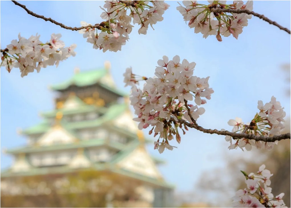 Obraz na szkle - Sakura (70x50 cm)