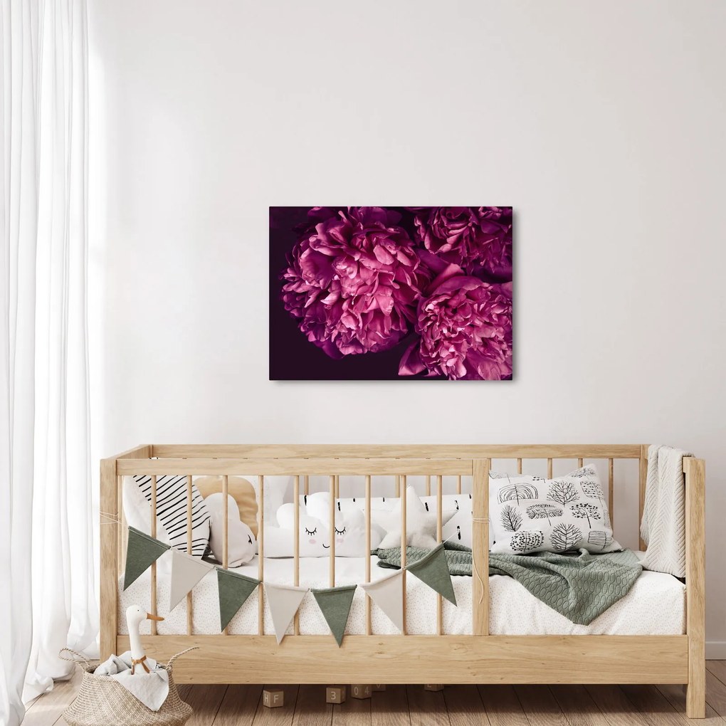 Obraz - Kwiaty piwonii (70x50 cm)