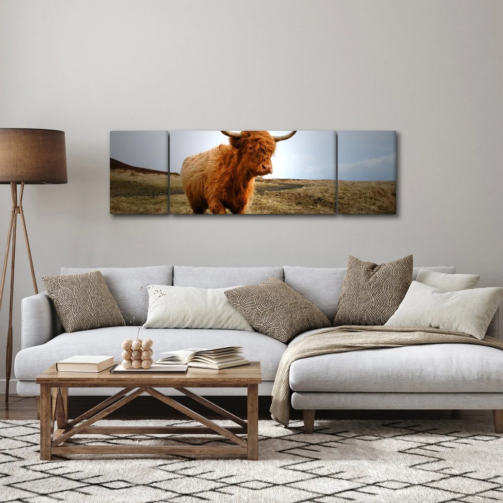 Obraz szkockiej krowy (170x50 cm)