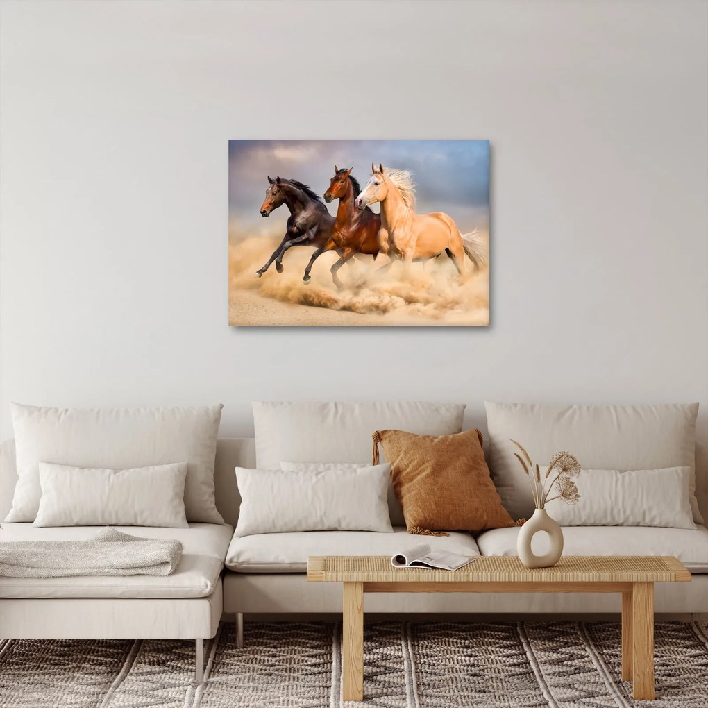 Obraz - Dzikie konie (70x50 cm)