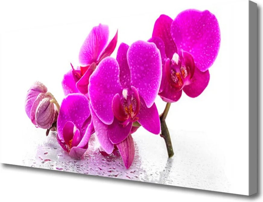 Zdjęcie na płótnie Kolorowe Bratki w Ogrodzie