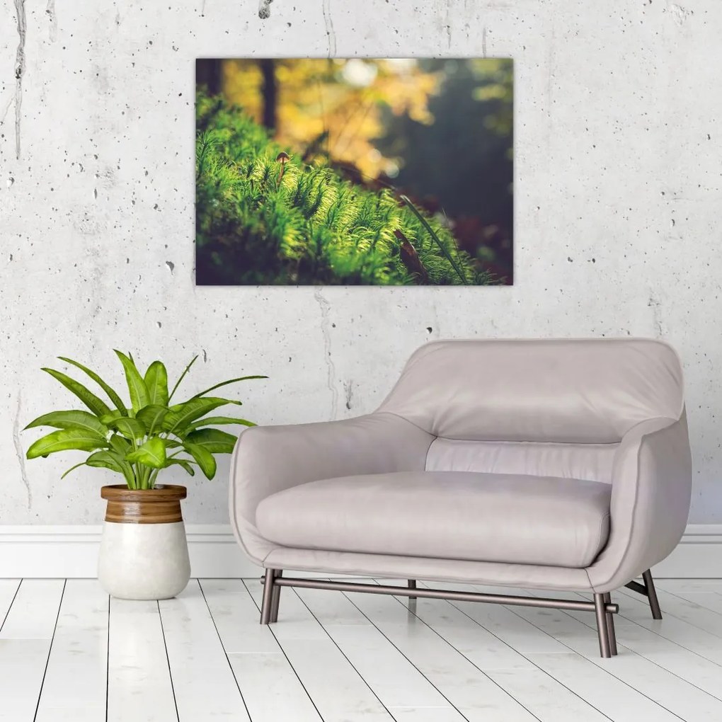 Obraz mchu z grzybem (70x50 cm)