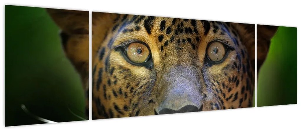 Obraz - Portret lamparta, Sri Lanka (170x50 cm)