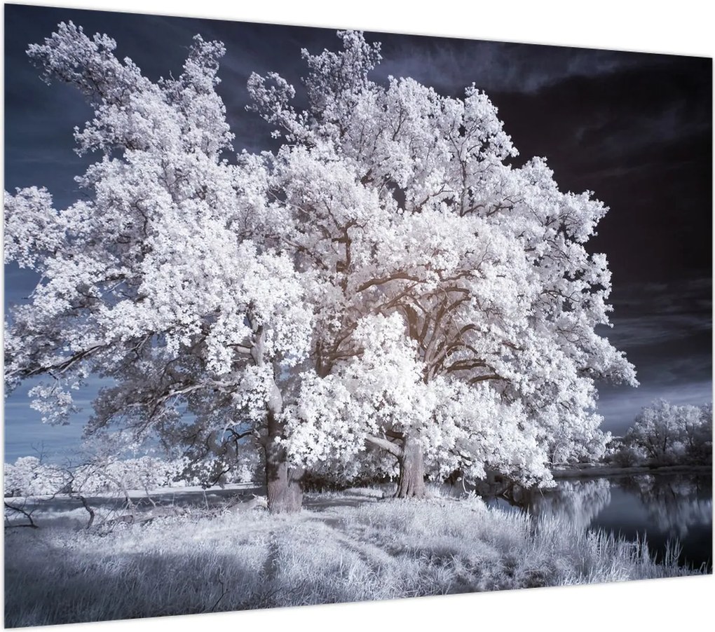 Obraz na szkle - Śnieżnobiałe drzewo (70x50 cm)