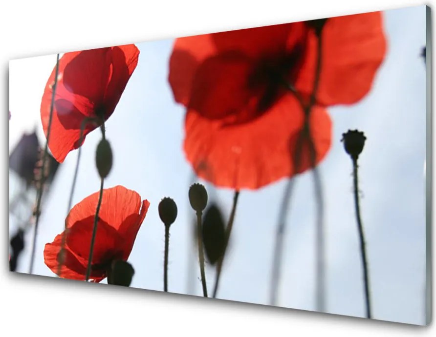 Panel Kuchenny Polne Maki W Rozkwicie