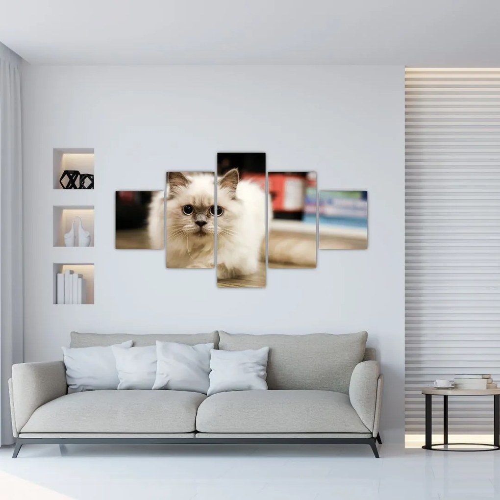 Obraz białego kota (125x70 cm)