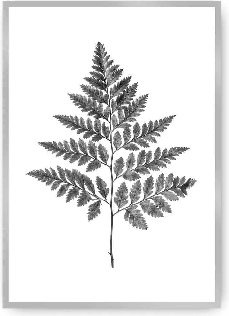 Plakat Fern Grey