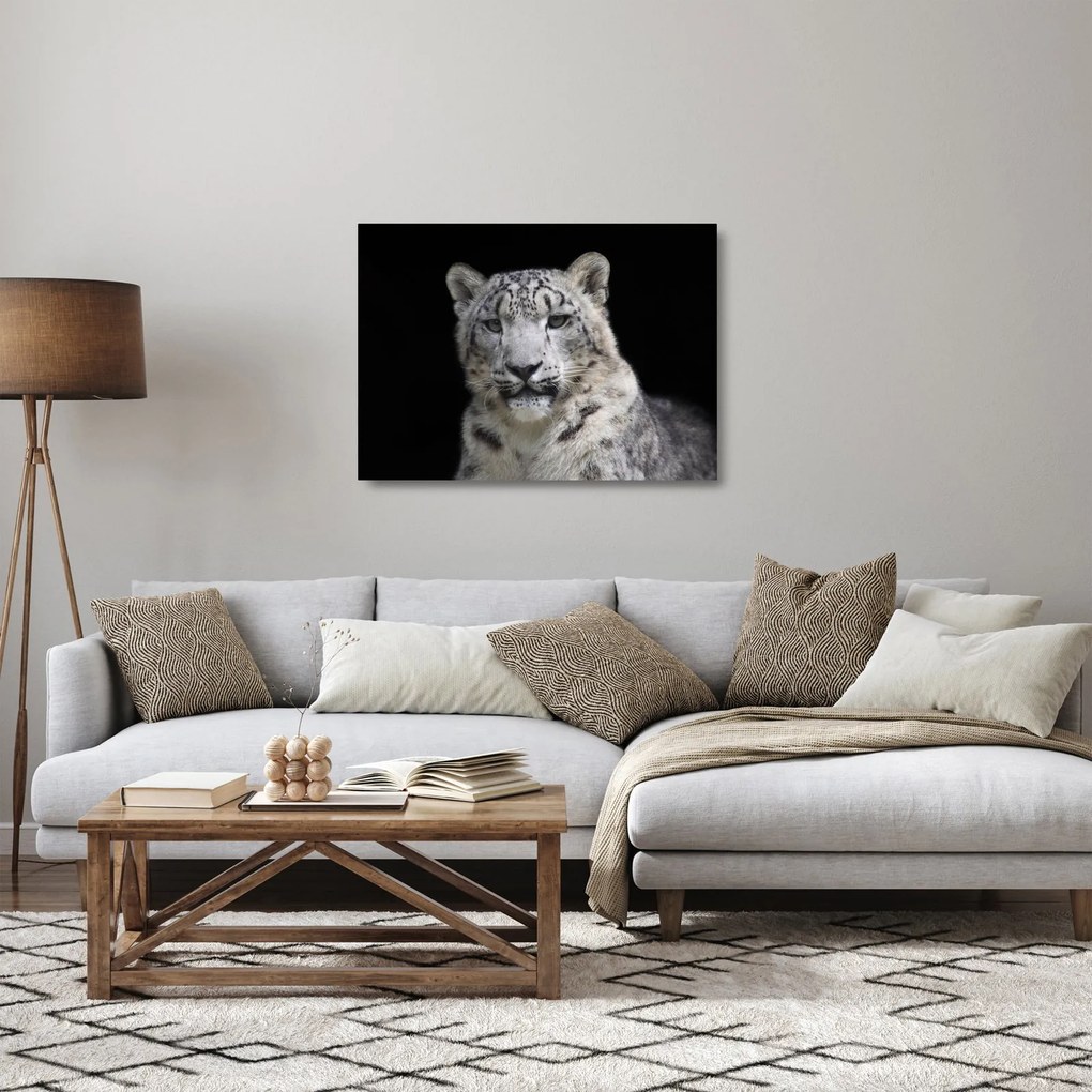 Obraz na szkle - Snow Leopard (70x50 cm)