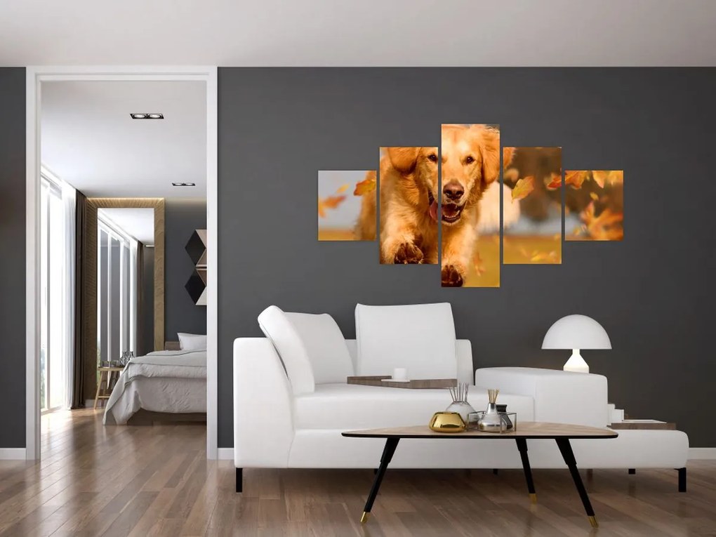 Obraz - Golden Retriever (125x70 cm)