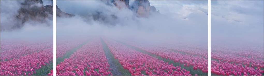 Obraz - Krajobraz z polami tulipanów (170x50 cm)