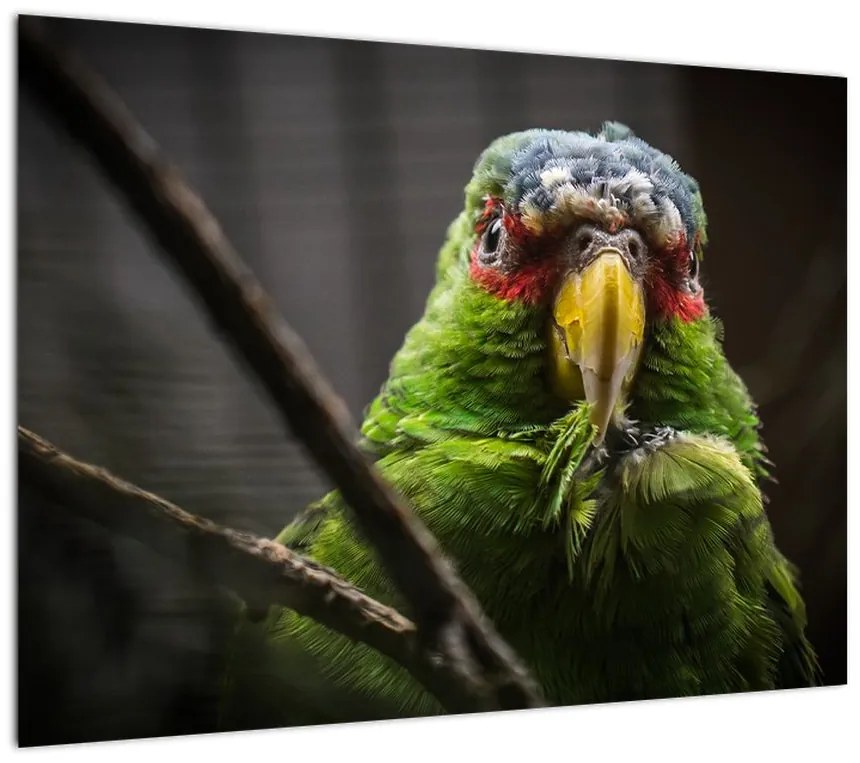 Obraz na szkle - papuga (70x50 cm)