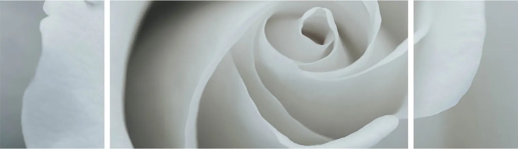Obraz - Biała róża (170x50 cm)
