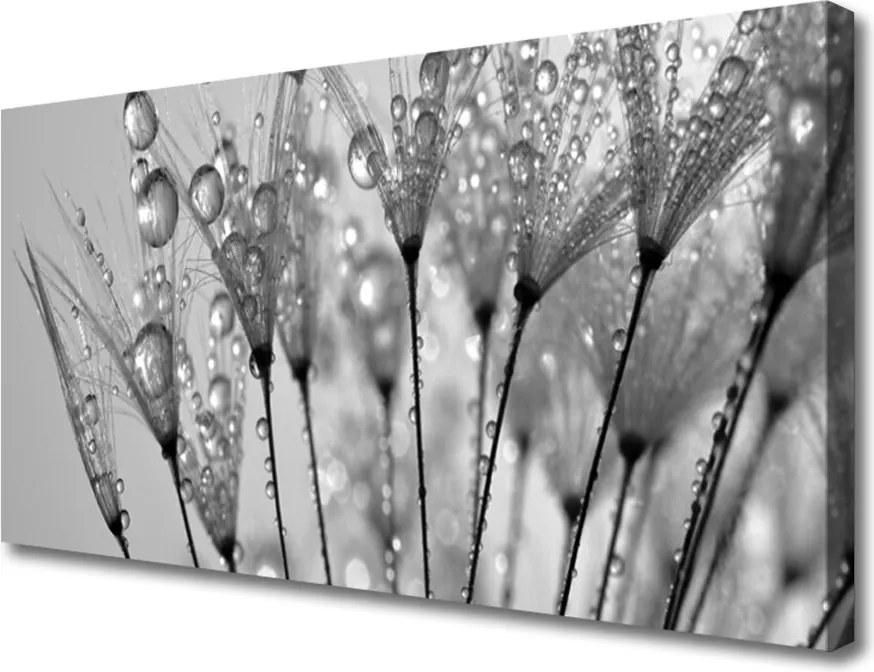 Obraz na płótnie Ulotność Mniszka Lekarskiego