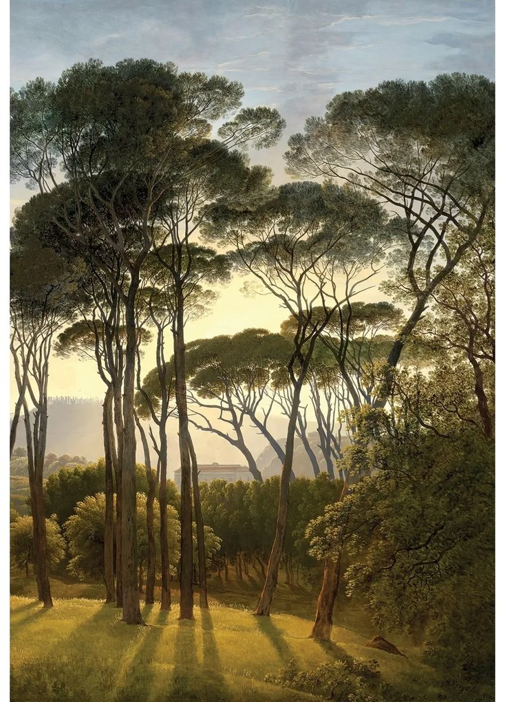 Fototapeta Stare drzewa 180 x 255 cm, 2 części