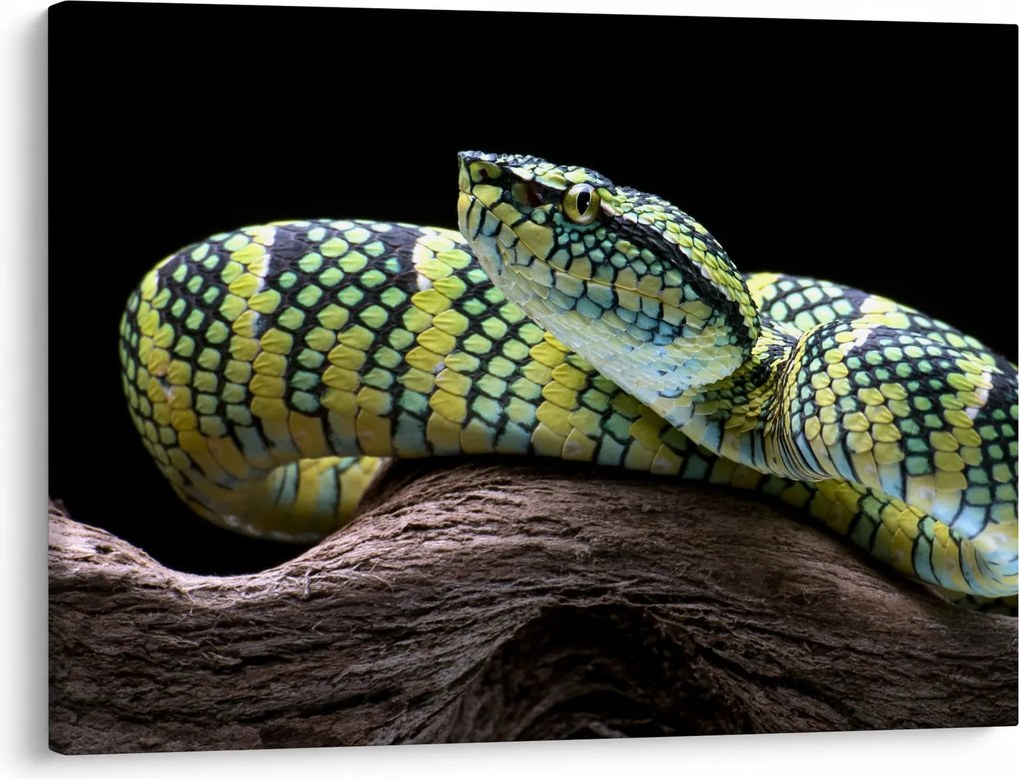 Obraz - Grzechotnik Waglera (70x50 cm)