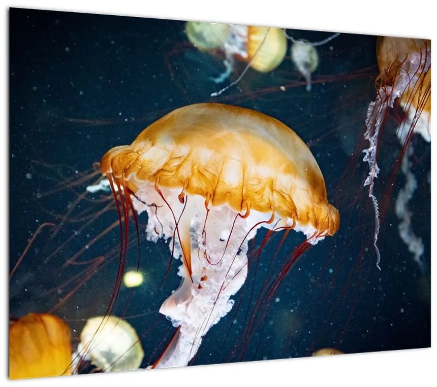 Obraz meduzy (70x50 cm)