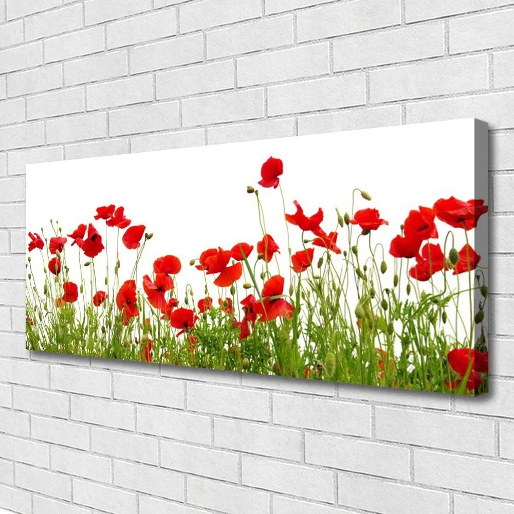 Obraz Canvas Łąka Maki Kwiaty Natura