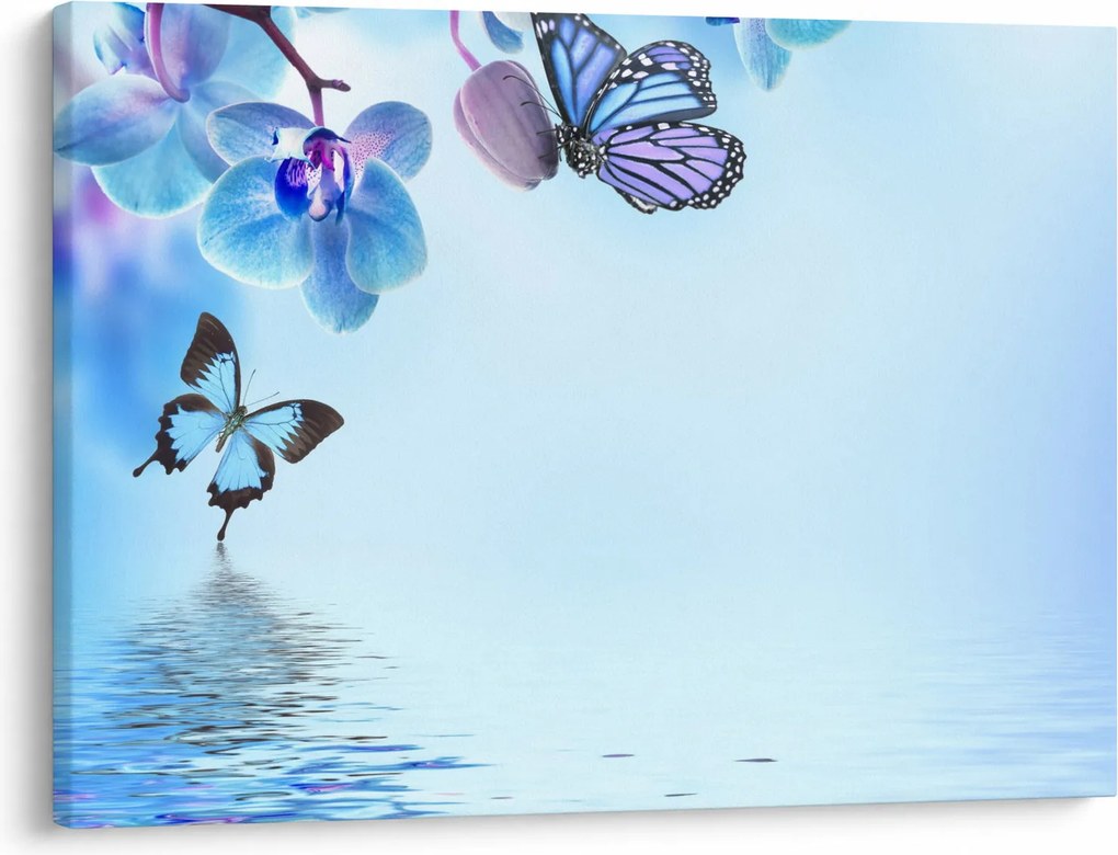 Obraz - Motyl na kwiatach orchidei, niebieski (70x50 cm)