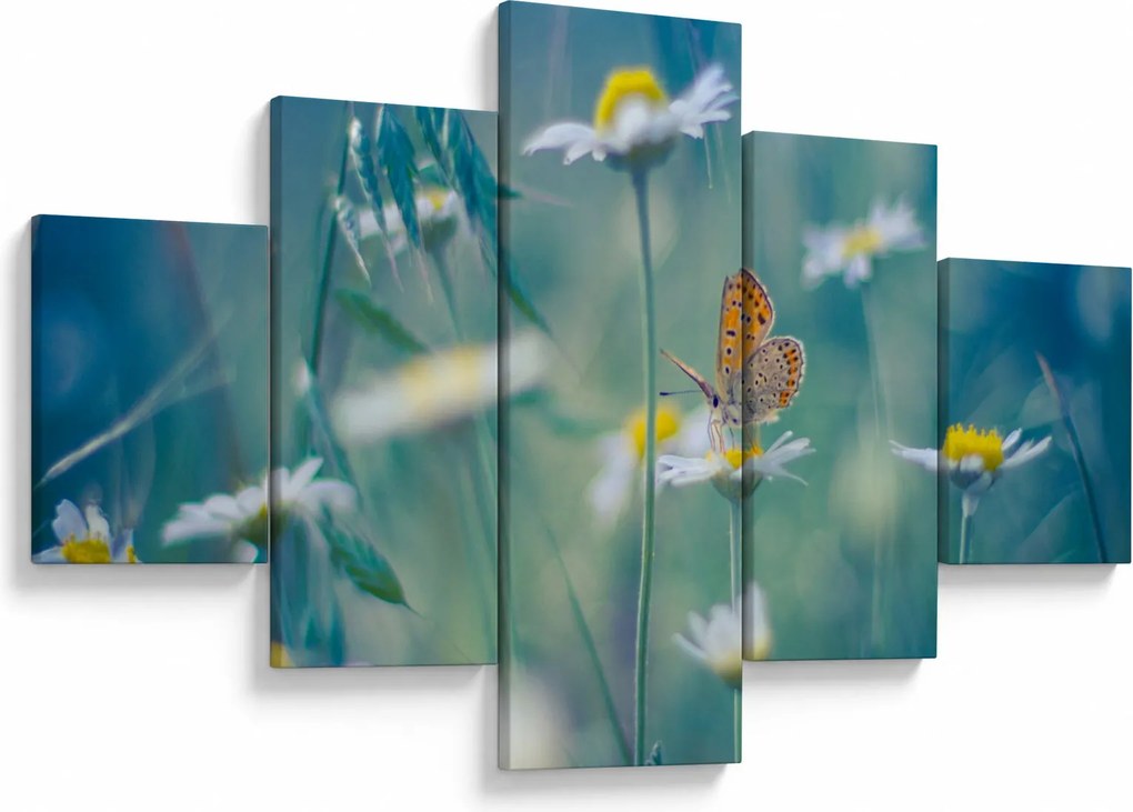 Obraz - Motyl na stokrotce (125x70 cm)