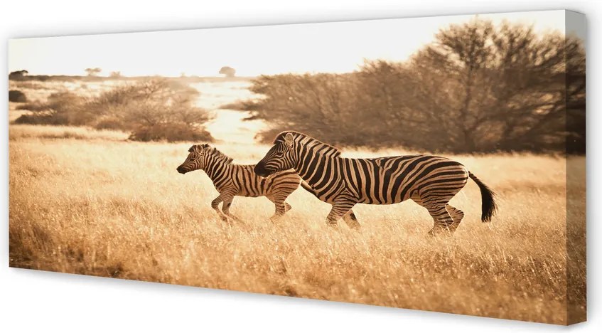 Fotoobraz na płótnie Zebra o Zachodzie Słońca