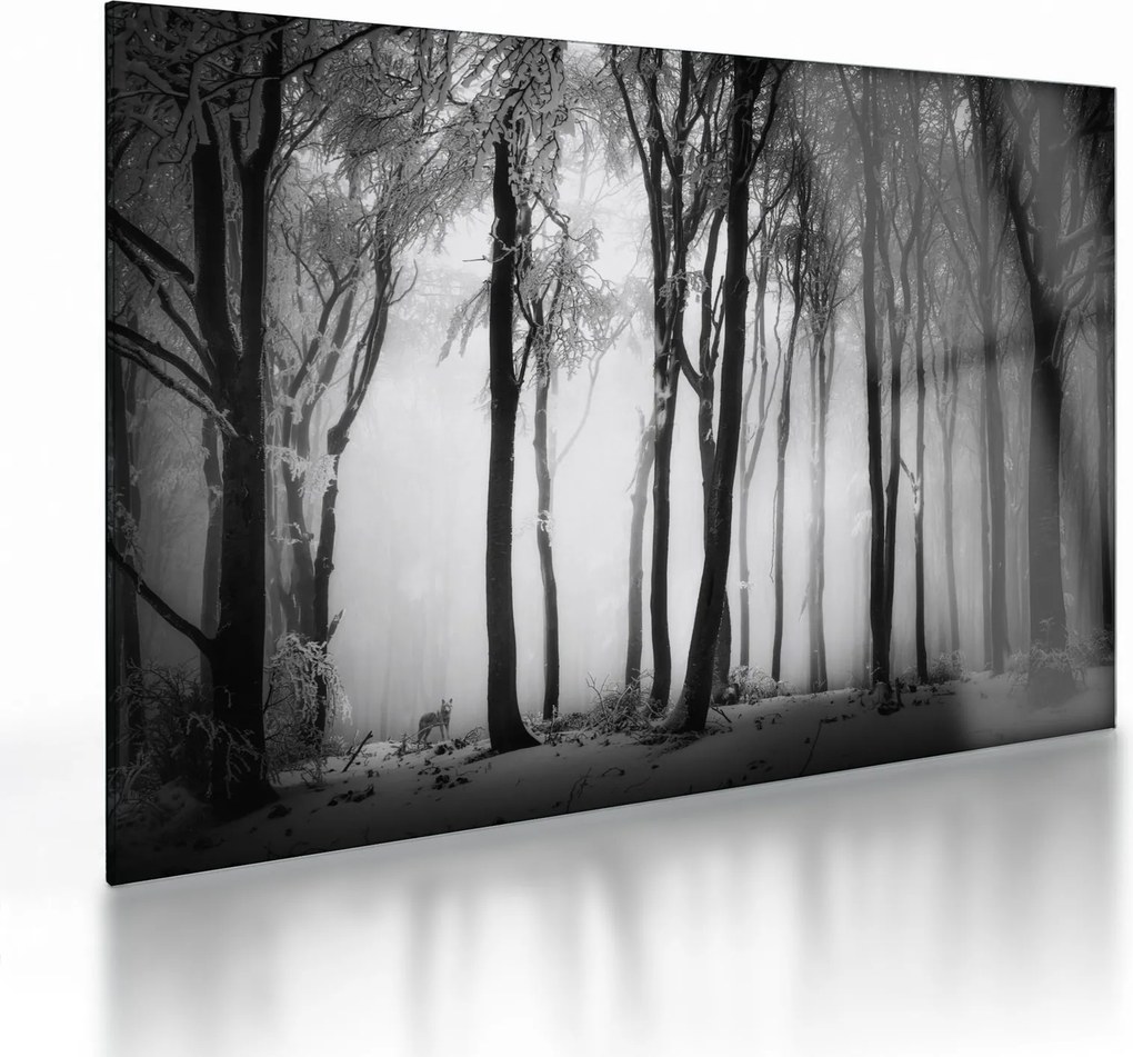 Obraz na szkle - Wilk w ciemnym lesie (70x50 cm)