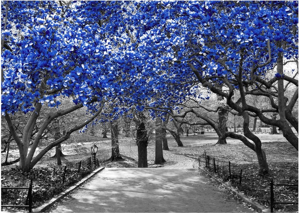 Obraz - Niebieskie drzewa, Central Park, New York (70x50 cm)