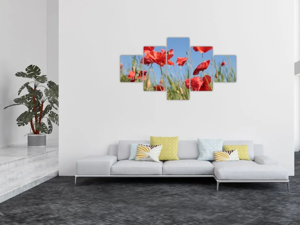 Obraz - Maki (125x70 cm)