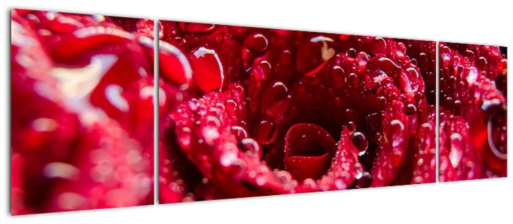 Obraz czerwonego kwiatu róży (170x50 cm)