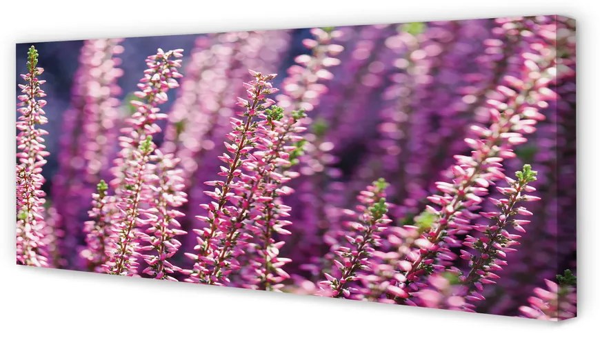 Duży obraz na płótnie Kwiaty