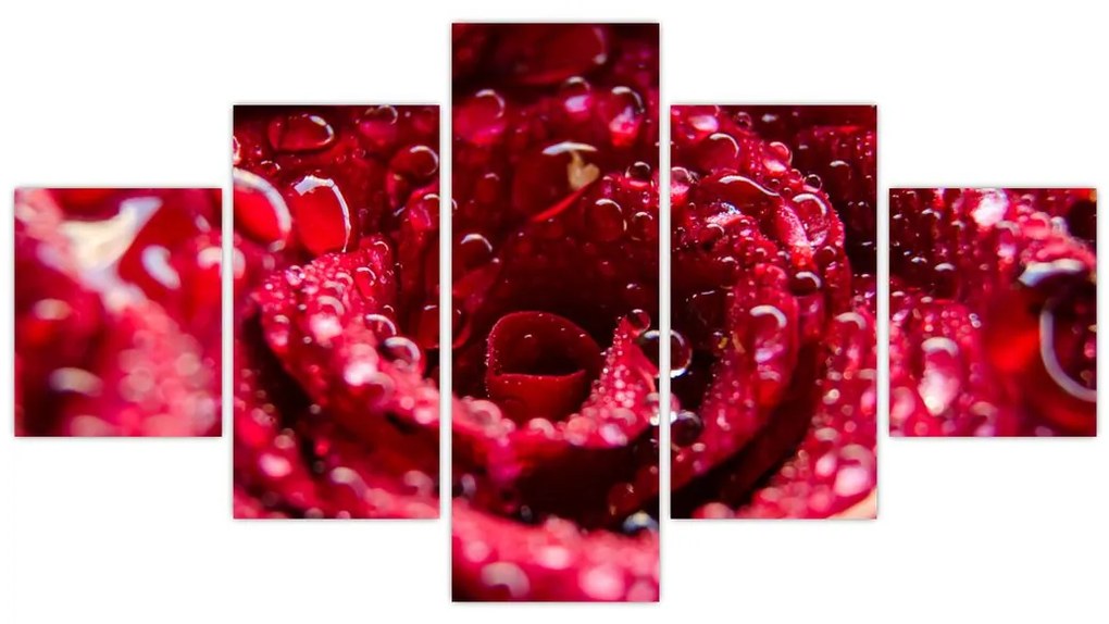Obraz czerwonego kwiatu róży (125x70 cm)