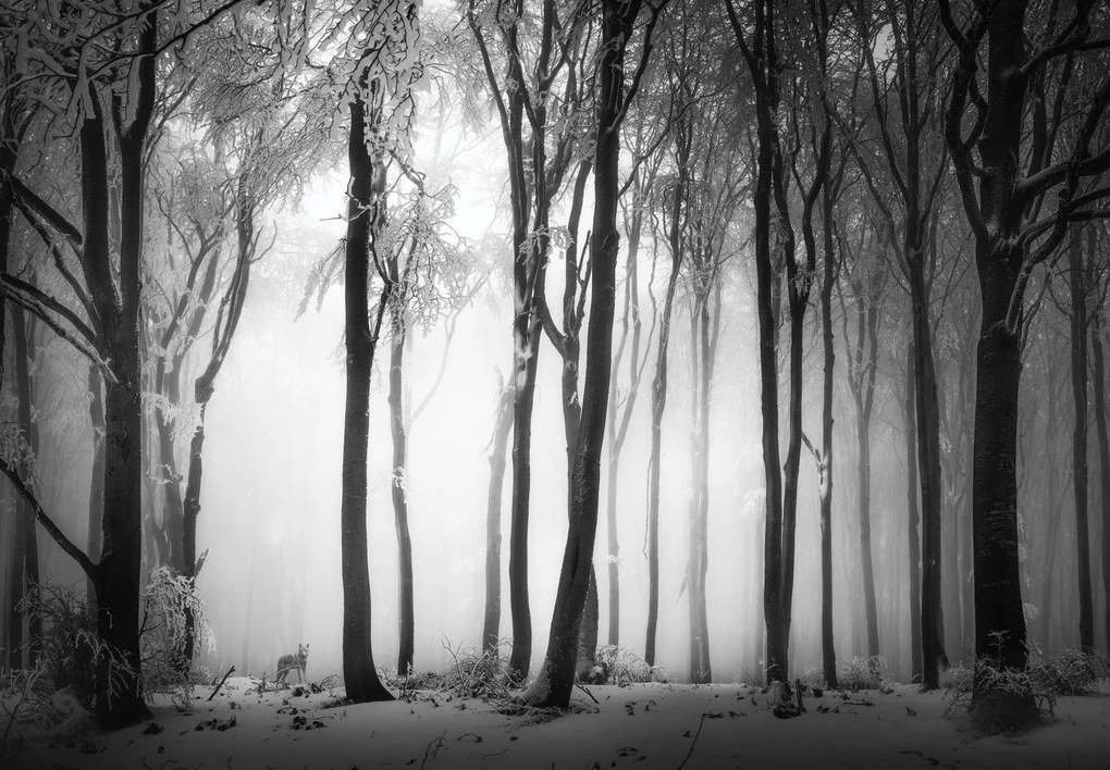 Fototapeta - Ciemny las z wilkiem (196x136 cm)