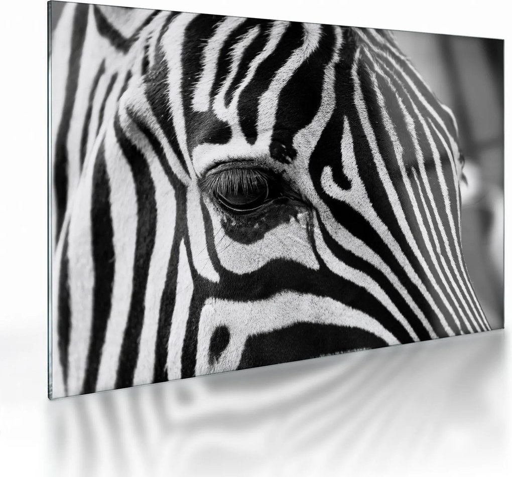 Obraz na szkle - zebra (70x50 cm)