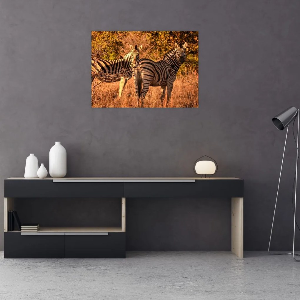 Obraz na szkle zebr (70x50 cm)