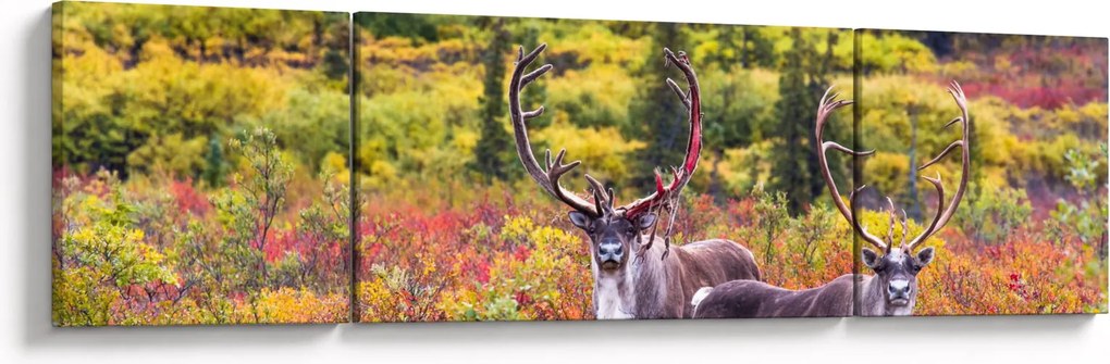 Obraz - Renifer tundrowy (170x50 cm)