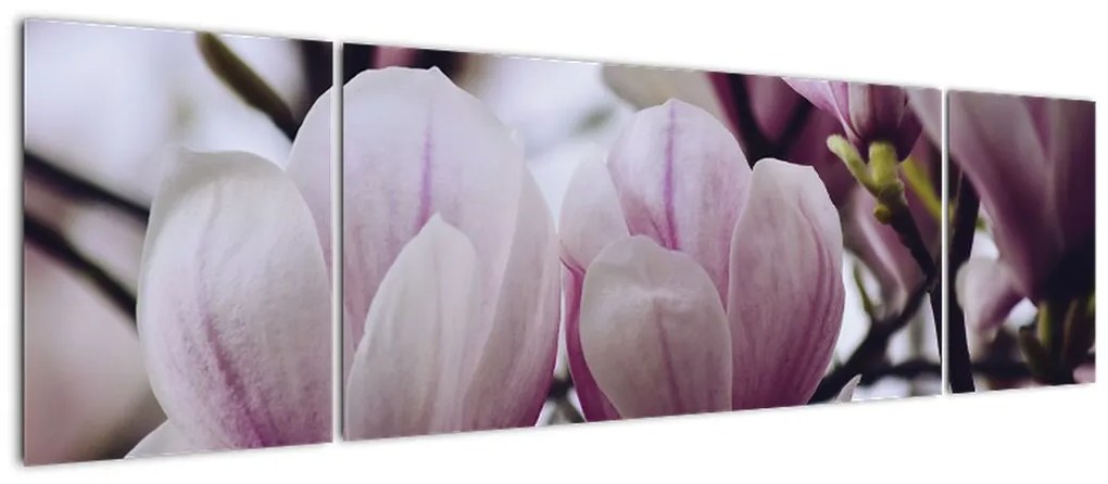 Obraz - Magnolia (170x50 cm)