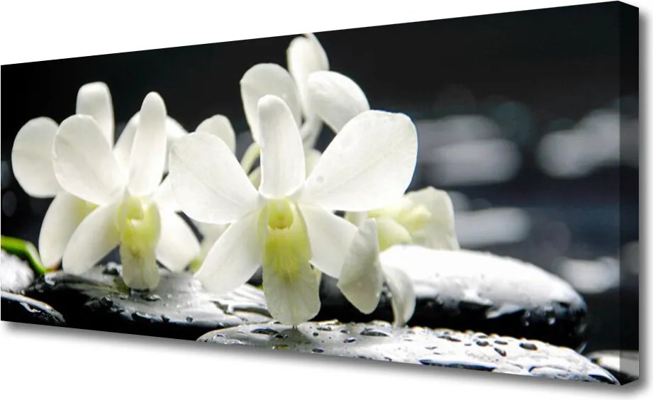 Obraz canvas Orchidea na Rzecznych Kamieniach