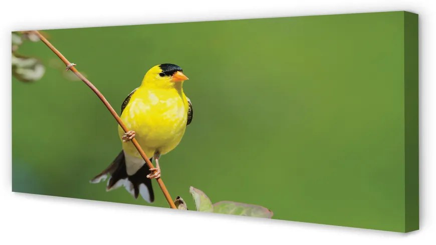 Zdjęcie na płótnie Żółta Papuga