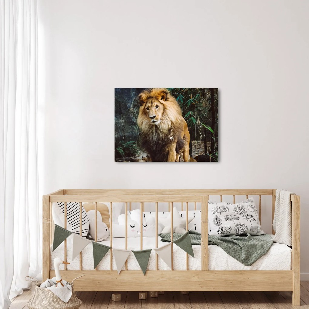 Obraz lwa w naturze (70x50 cm)