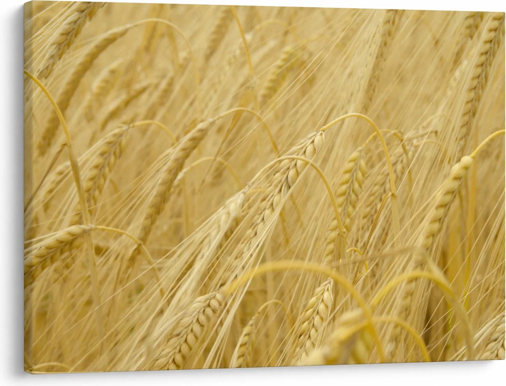 Obraz - Jęczmień (70x50 cm)