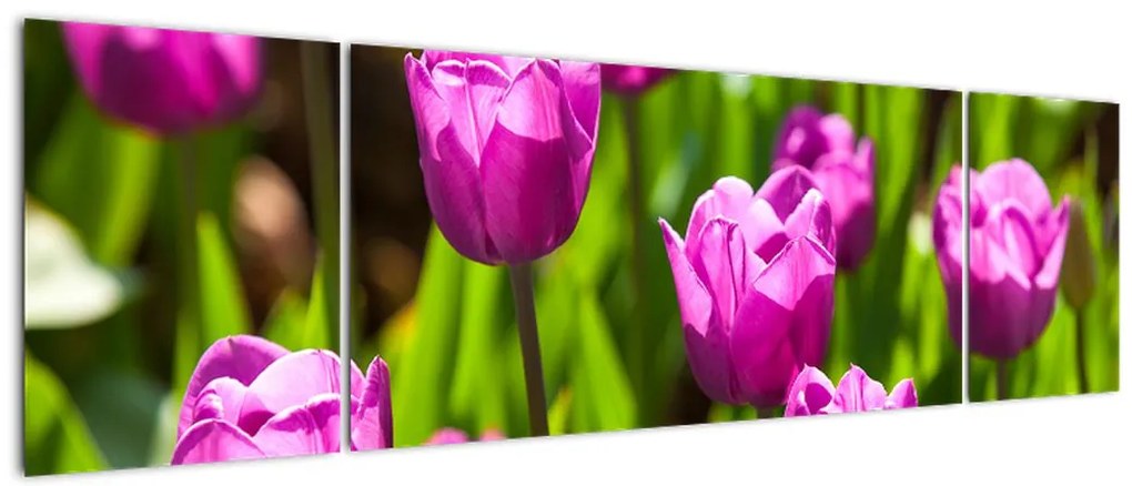 Obraz tulipanów na łące (170x50 cm)