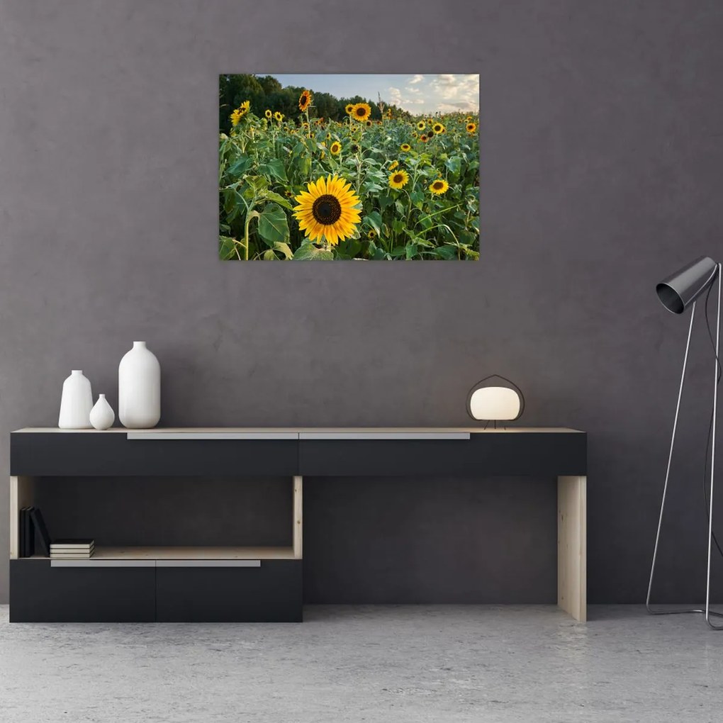 Obraz - Sunflower Field II. (70x50 cm)