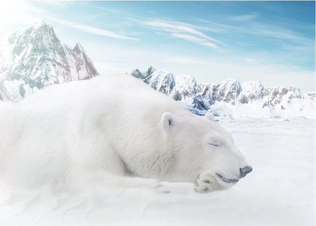 Obraz - Niedźwiedź polarny (70x50 cm)