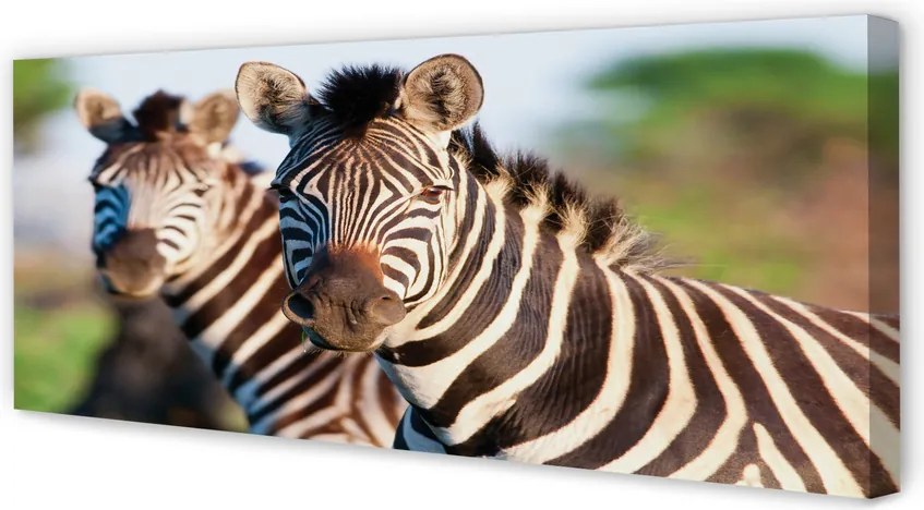 Zdjęcie na płótnie Stado Zebr