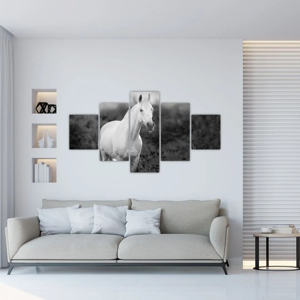 Obraz białego konia na łące, czarno - biały (125x70 cm)